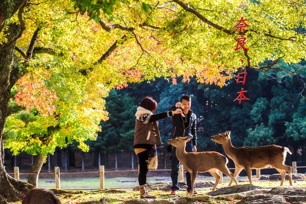 Nara part bei fall — Stockfoto