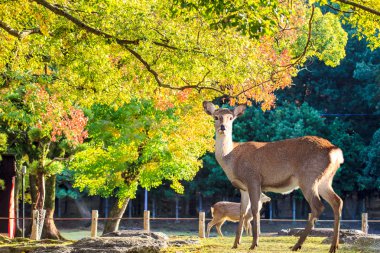 Nara geyik roam özgür nara park, Japonya