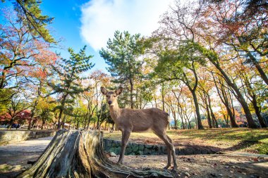 Nara geyik roam özgür nara park, Japonya