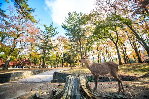 Nara jelen volně se potulovat v parku nara, Japonsko — Stock fotografie