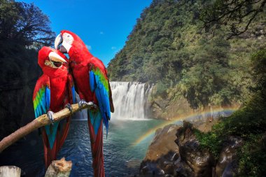 mavi & altın papağanın potraiti