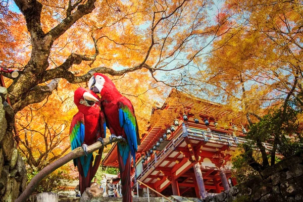 Le potrait de Blue & Gold Macaw — Photo