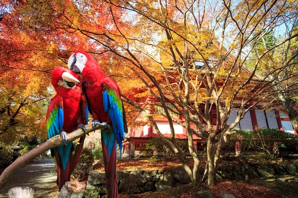 El rasgo de guacamayo azul y oro — Foto de Stock