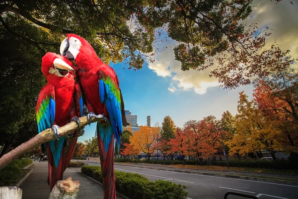 The potrait of Blue & Gold Macaw — Stock Photo, Image