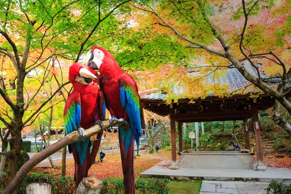 O potrait de Blue & Gold Macaw — Fotografia de Stock