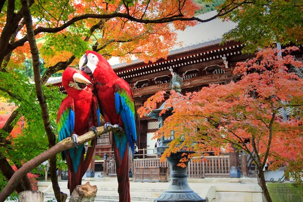 The potrait of Blue & Gold Macaw — Stock Photo, Image