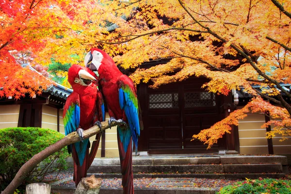 The potrait of Blue & Gold Macaw — Stock Photo, Image