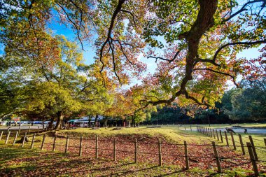 c en büyük Tapınağı pagoda için-ji Tapınağı nara Japonya'da olduğunu
