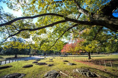 c en büyük Tapınağı pagoda için-ji Tapınağı nara Japonya'da olduğunu