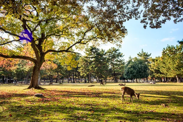 C en büyük Tapınağı pagoda için-ji Tapınağı nara Japonya'da olduğunu — Stok fotoğraf