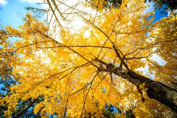 Till-ji templet i nara japan är den största temple pagoden i c — Stockfoto