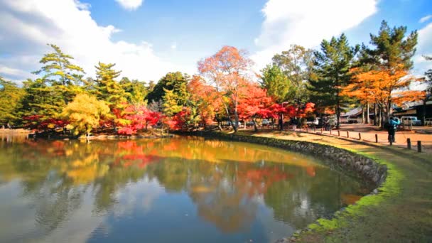 在日本奈良到鸡鸣寺是最大的寺塔在 c — 图库视频影像