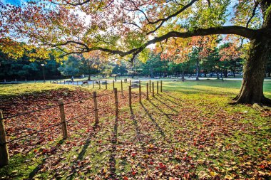 Nara bölümü Japonya, sonbahar