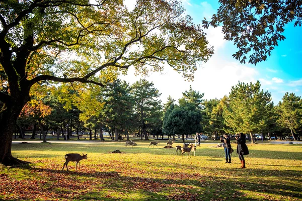 Nara Part Japan at fall — Stock Photo, Image