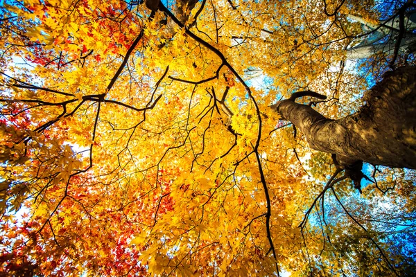 Mount Hiei — Stock Photo, Image