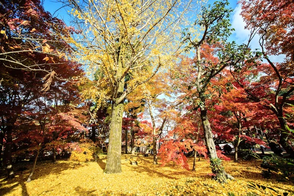 Kolory jesieni w świątyni eikando, Kioto, kansai, Japonia — Zdjęcie stockowe