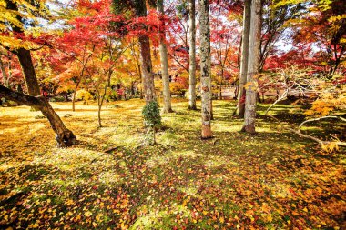 sonbahar renkleri eikando Tapınağı, kyoto, kansai, Japonya