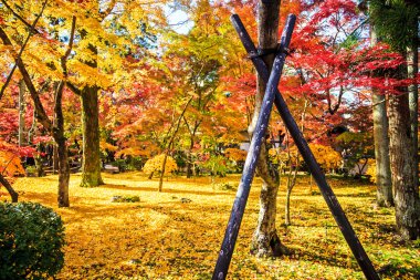 sonbahar renkleri eikando Tapınağı, kyoto, kansai, Japonya