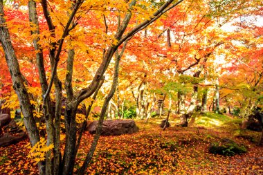 sonbahar renkleri eikando Tapınağı, kyoto, kansai, Japonya