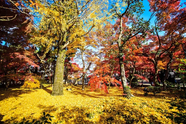 Herbstfarben im Eikando-Tempel, Kyoto, Kansai, Japan — Stockfoto