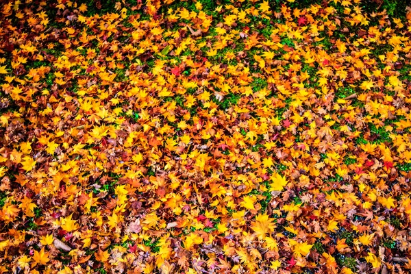 Culori de toamnă în Templul Eikando, Kyoto, Kansai, Japonia — Fotografie, imagine de stoc