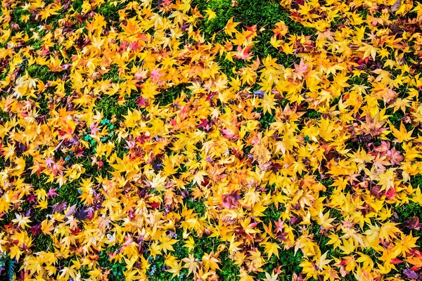 Culori de toamnă în Templul Eikando, Kyoto, Kansai, Japonia — Fotografie, imagine de stoc