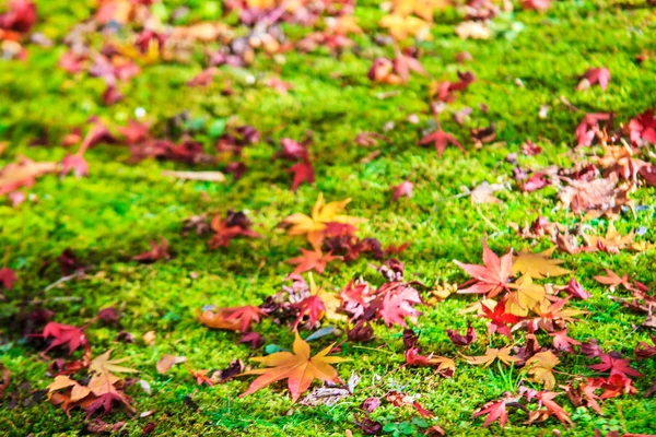 Colores de otoño en el templo de Eikando, Kioto, Kansai, Japón — Foto de Stock