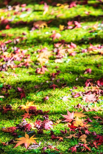 Couleurs d'automne dans le temple Eikando, Kyoto, Kansai, Japon — Photo