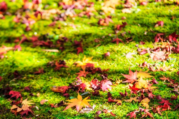 Herbstfarben im Eikando-Tempel, Kyoto, Kansai, Japan — Stockfoto