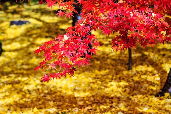 Colores de otoño en el templo de Eikando, Kioto, Kansai, Japón — Foto de Stock