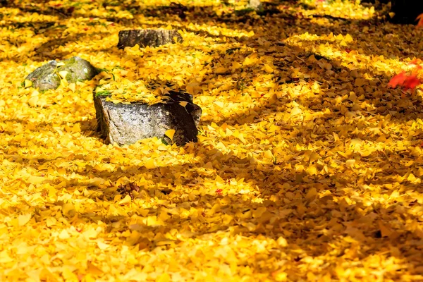 Cores do outono em Templo Eikando, Kyoto, Kansai, Japão — Fotografia de Stock