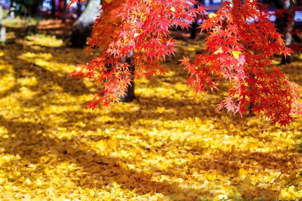 Cores do outono em Templo Eikando, Kyoto, Kansai, Japão — Fotografia de Stock