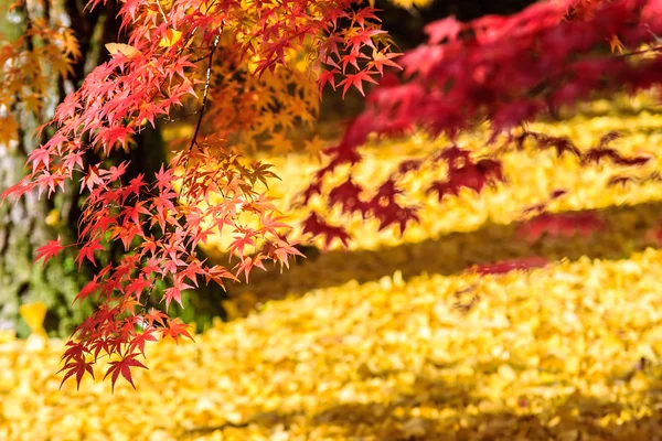 Herfst kleuren in eikando tempel, kyoto, de kansai, japan — Stockfoto