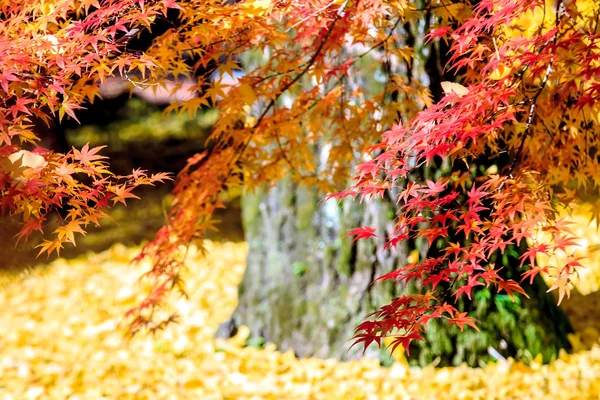 Herbstfarben im Eikando-Tempel, Kyoto, Kansai, Japan — Stockfoto