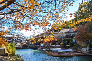 Kırmızı Japon akçaağaç sonbahar sonbahar momiji ağaç kyoto, Japonya
