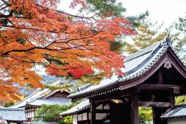 Kırmızı Japon akçaağaç sonbahar sonbahar momiji ağaç kyoto, Japonya