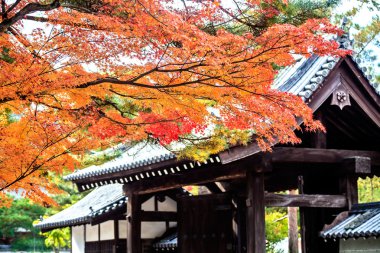 Kırmızı Japon akçaağaç sonbahar sonbahar momiji ağaç kyoto, Japonya