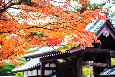 Kırmızı Japon akçaağaç sonbahar sonbahar momiji ağaç kyoto, Japonya