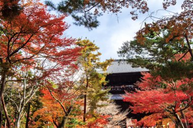 Kırmızı Japon akçaağaç sonbahar sonbahar momiji ağaç kyoto, Japonya