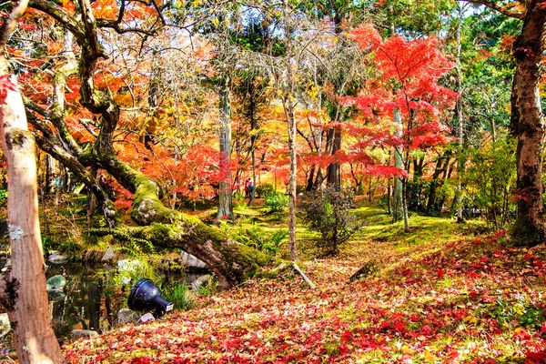 Otoño de arce japonés rojo, árbol momiji en kyoto japón — Foto de Stock