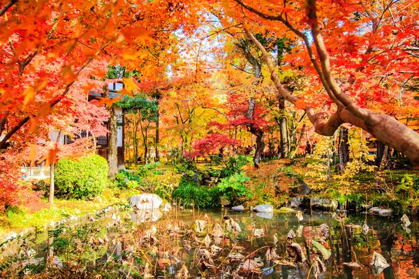 Červený Javor dlanitolistý podzim podzim, přirozeně rostoucí na území strom v Kjótu, Japonsko — Stock fotografie