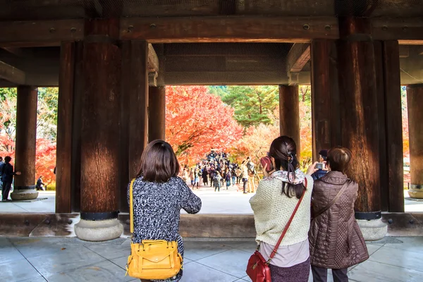 Kırmızı Japon akçaağaç sonbahar sonbahar momiji ağaç kyoto, Japonya — Stok fotoğraf