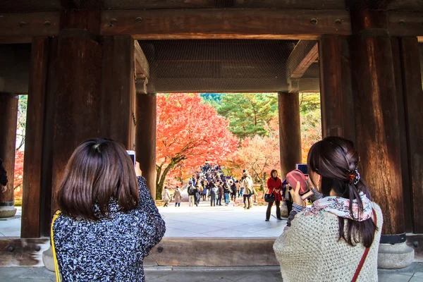 Kırmızı Japon akçaağaç sonbahar sonbahar momiji ağaç kyoto, Japonya — Stok fotoğraf