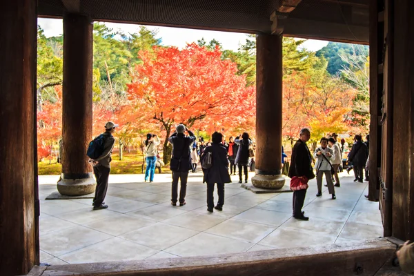 Rode Japans maple herfst val, momiji boom in kyoto japan — Stockfoto