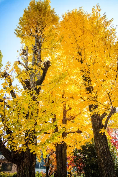 Ginkgo en temporada de otoño —  Fotos de Stock