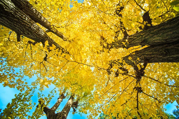 Ginkgo nella stagione autunnale — Foto Stock