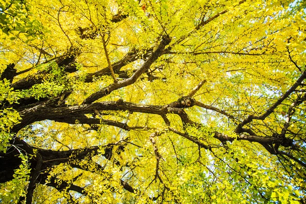 Ginkgo в осенний сезон — стоковое фото