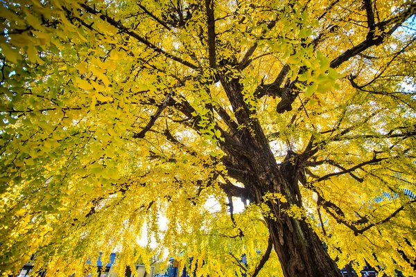 银杏在秋天的季节 — 图库照片