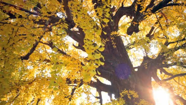 Colores de otoño en el templo de Eikando, Kioto, Kansai, Japón — Vídeo de stock