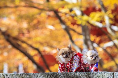 bir yukata giymiş köpek
